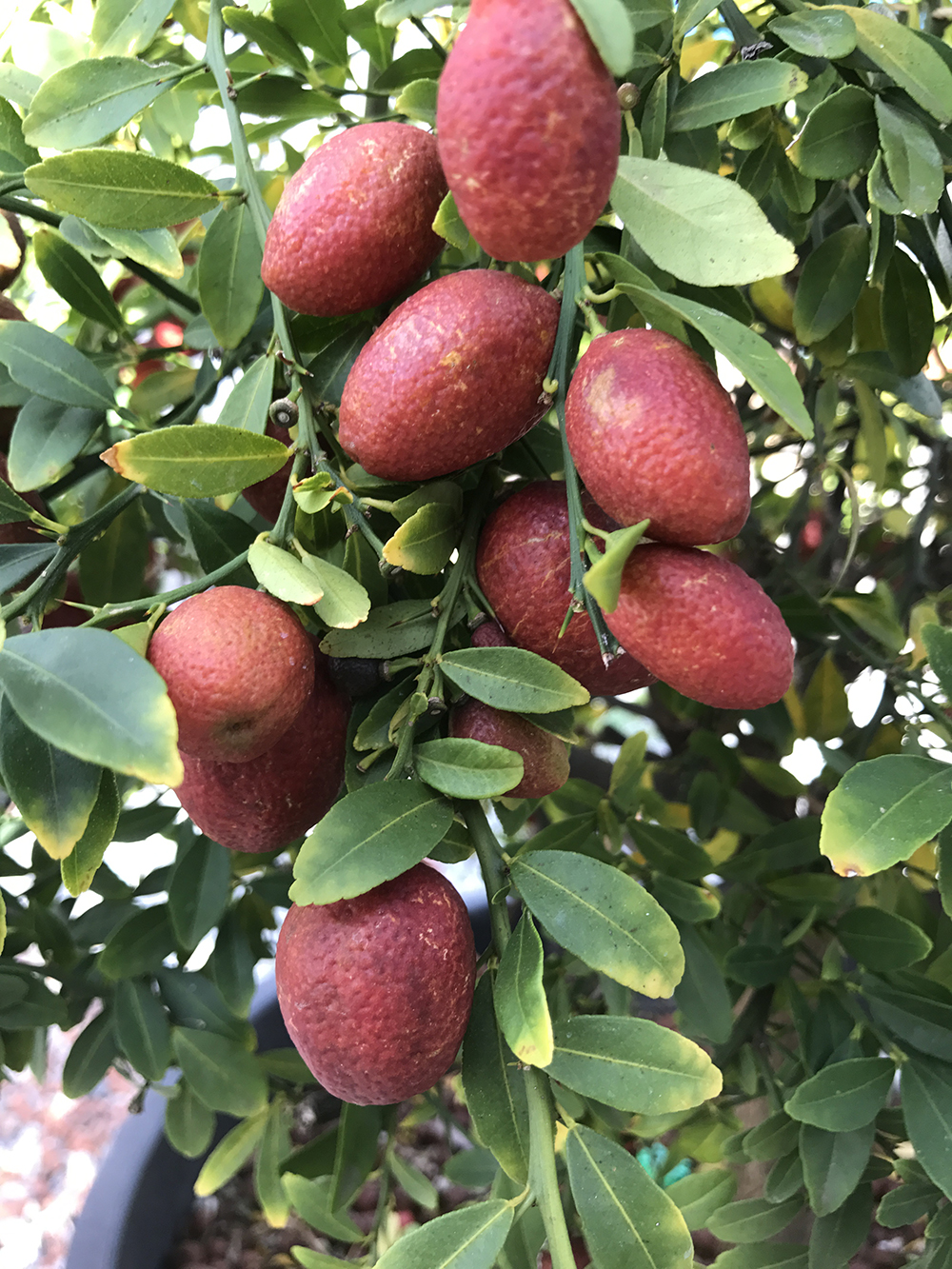 Best time to plant tropical fruit